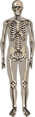 Skeleton